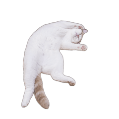 湯圓睡眠加載