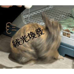 絨來絨ㄎㄧˉ