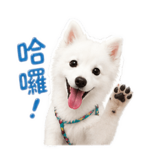 蒜頭可愛