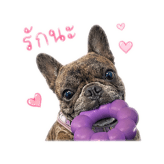 Frenchiemori
