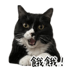 涼太貓貓貼圖