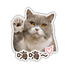 冬瓜喵的表情包