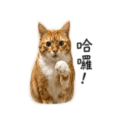 小橘貓初登場