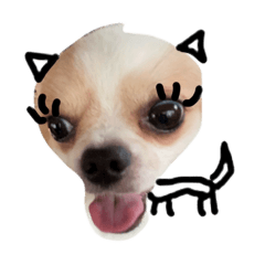 Silly dog Paeguay