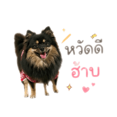 Kuro_Pom Black-Tan