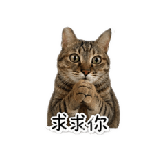兩隻貓日常用語