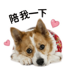 我的小狗勾～他叫puppy