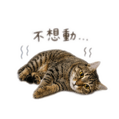 咪醬小公主-•᷅‎‎•᷄୭