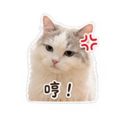 麥麥小公主駕到