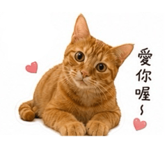 橘子公主生活趣