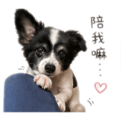 蝴蝶犬多多1