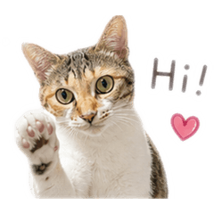 牛肉➿寄貴❤️