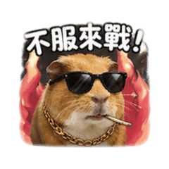 ⚝胖豬在幹嘛⚝