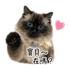Mi咪的貼圖