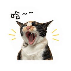 喵喵會說話喵