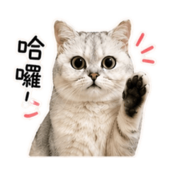 冬粉的貼圖