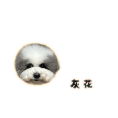 野小孩群