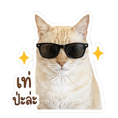 BIG CAT TOHU