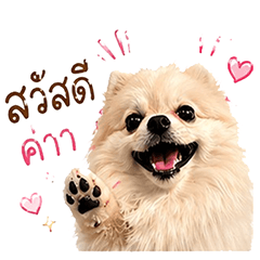 Manyjung pomeranian