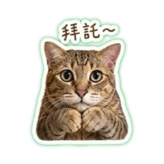 撒嬌麻糬貓愛講話