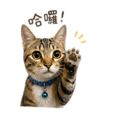 我的名字叫呆呆