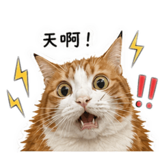 Aiko&朱百萬的日常