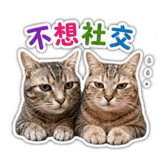狸花貓柚子阿福厭世臉