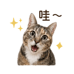 虎斑貓橘子 不想動