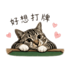 可愛虎斑貓打牌日常