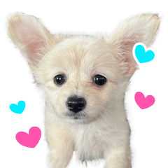 Mumu-chan Everyday!
