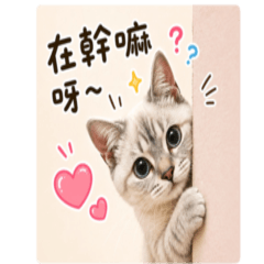 金豆的日常
