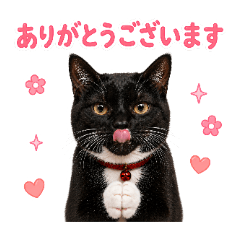 A sticker of a tuxedo cat - Polite ver.