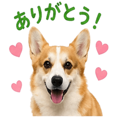 asahi dog japan