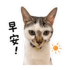 錢錢的日常問候