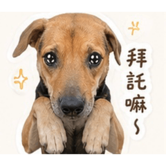 米克斯許宥辰的療癒日常