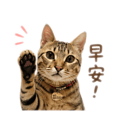 萌茶搞笑貼1