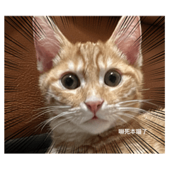 布丁丁喵的貼圖