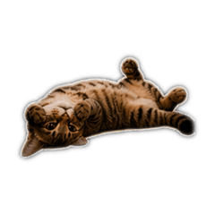 紅豆餅的可愛 日常篇