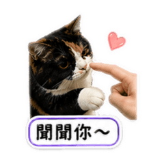柚子小貓貓