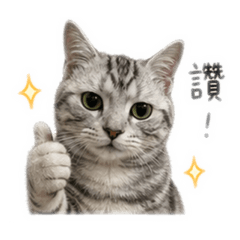 喵喵慢生活