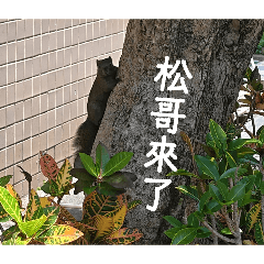 小松哥來了