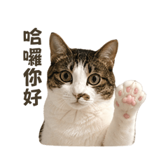 可愛的阿金金