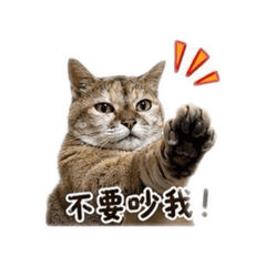 貓貓東東仔 第一彈