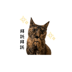 黑金·傲嬌女王（日常篇）