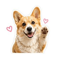 柯基犬柳丁的日常