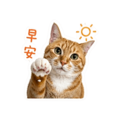 咪寶ʕ •ᴥ•ʔ