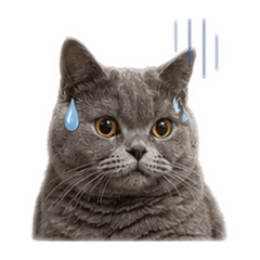 最最最可愛的黑糖糕2