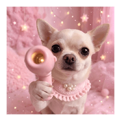 Chihuahua Pink Meme for Fairies
