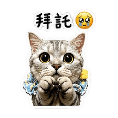 可愛喵喵ccat