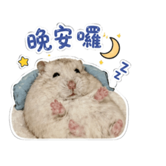 我的兩隻小可愛